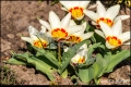 Britzer Garten (Berlin Neukölln)