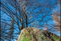 Kienhorstpark (Berlin Reinickendorf) Kienhorstpark (Berlin Reinickendorf)