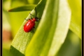 Botanischer Garten Berlin Botanischer Garten Berlin