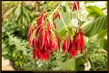 Botanischer Garten Berlin Botanischer Garten Berlin