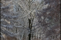 Kienhorstpark im Schnee Kienhorstpark im Schnee