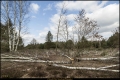 Schönower Heide (Naturpark Barnim)