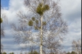 Schönower Heide (Naturpark Barnim)