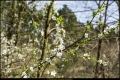 Hubertussee/Frohnauer Forst (Bezirk Reinickendorf)