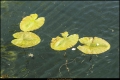Tegeler Hafen (Bezirk Reinickendorf) Tegeler Hafen (Bezirk Reinickendorf)