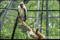 Abendführung im Zoo Berlin (Sehenswürdigkeit)