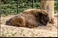 Abendführung im Zoo Berlin (Sehenswürdigkeit)