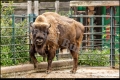 Abendführung im Zoo Berlin (Sehenswürdigkeit)