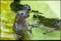 Abendführung im Zoo Berlin (Sehenswürdigkeit)