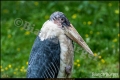 Abendführung im Zoo Berlin (Sehenswürdigkeit)