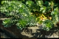 Botanischer Garten Berlin