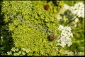 Botanischer Garten Berlin