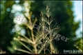 Botanischer Garten Berlin