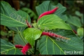 Botanischer Garten Berlin