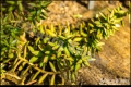 Botanischer Garten Berlin