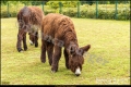 Tierpark Berlin (Bezirk Lichtenberg) Tierpark Berlin (Bezirk Lichtenberg)