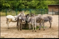 Tierpark Berlin (Bezirk Lichtenberg) Tierpark Berlin (Bezirk Lichtenberg)