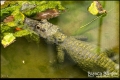 Tierpark Berlin (Bezirk Lichtenberg) Tierpark Berlin (Bezirk Lichtenberg)