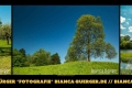 Instagram-Veröffentlichung am
