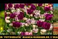 Instagram-Veröffentlichung am 11.-13.03.2017